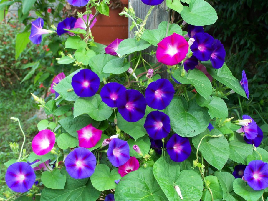 Ипомея пурпурная Ipomoea purpurea
