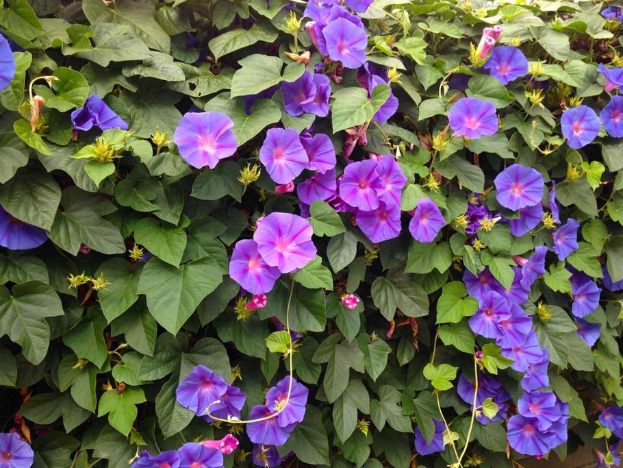 Ипомея морская звезда