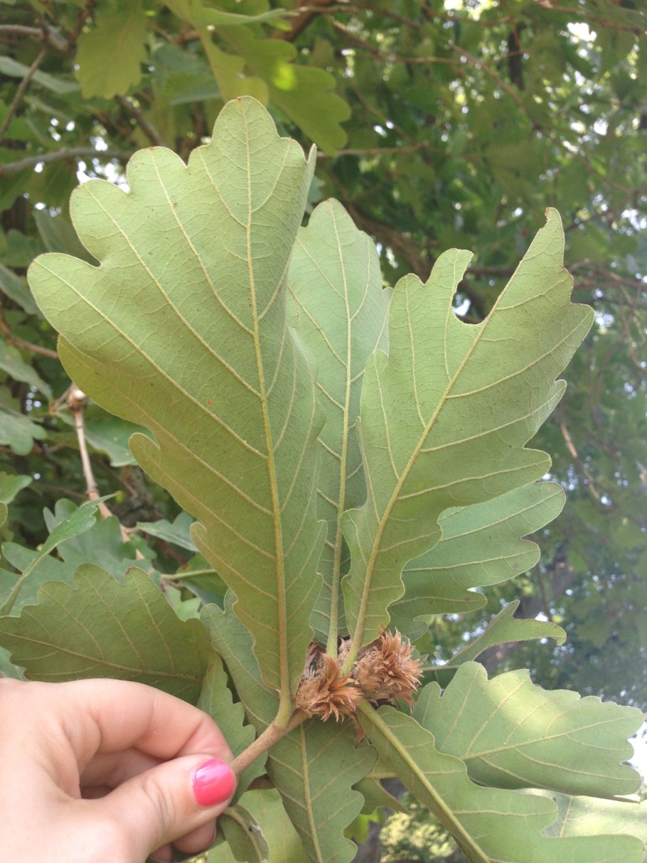 Дуб зубчатый Quercus dentata