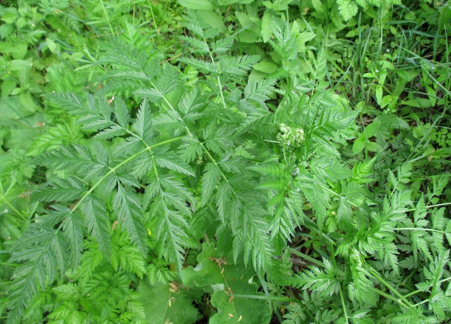 Купырь Лесной Anthriscus Sylvestris