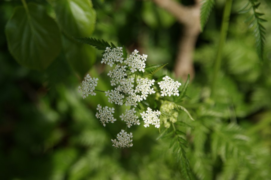 Морковник обыкновенный