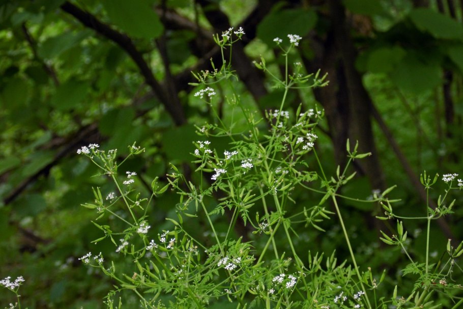 Купырь Лесной Anthriscus Sylvestris
