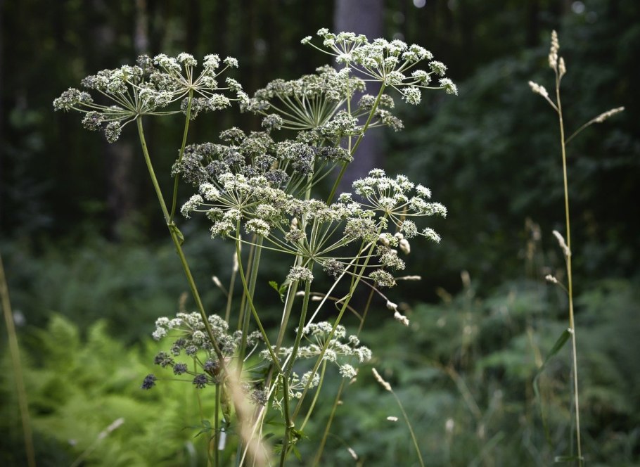 Купырь Лесной Anthriscus Sylvestris