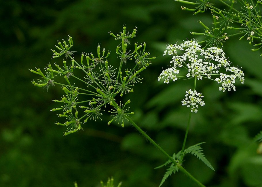 Бутень одуряющий (Chaerophyllum temulum l.)