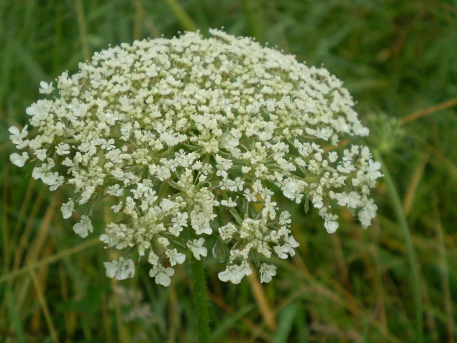 Купырь Лесной морковник
