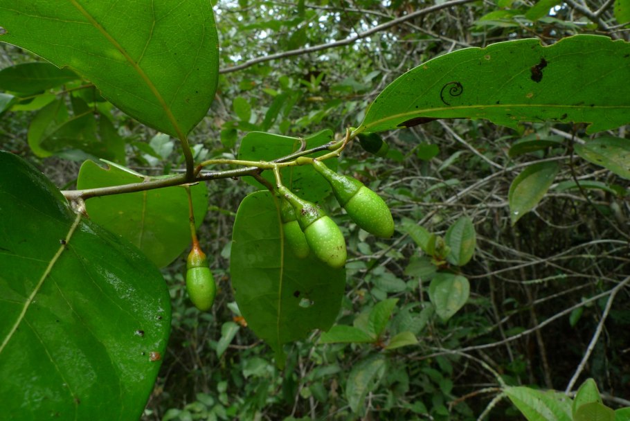 Окотея пахурийская