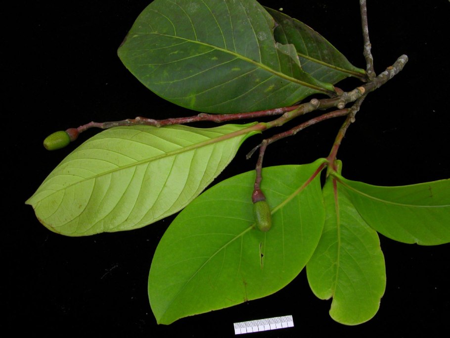 Окотея хвостатая