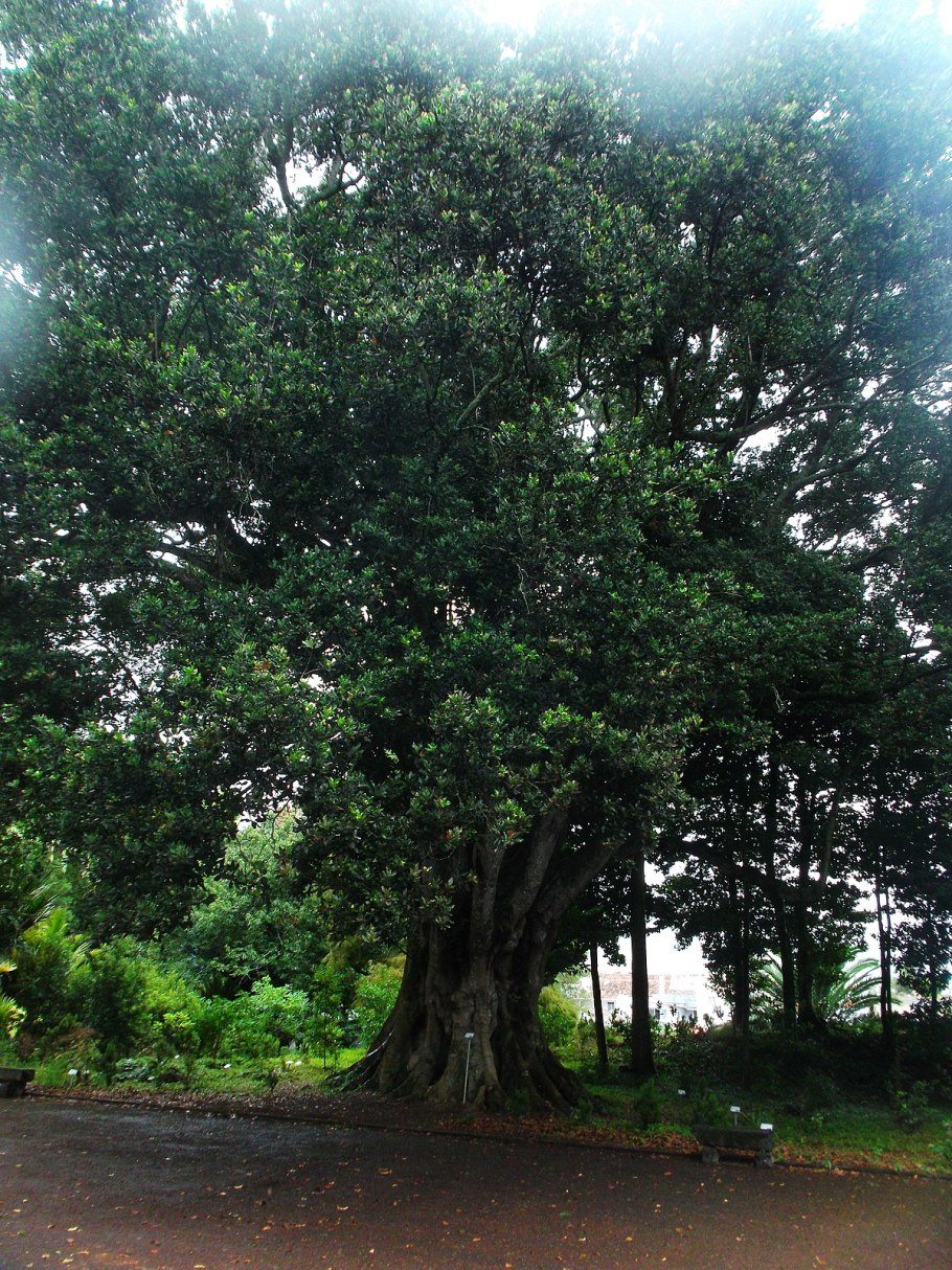 Окотея пузырчатая дерево