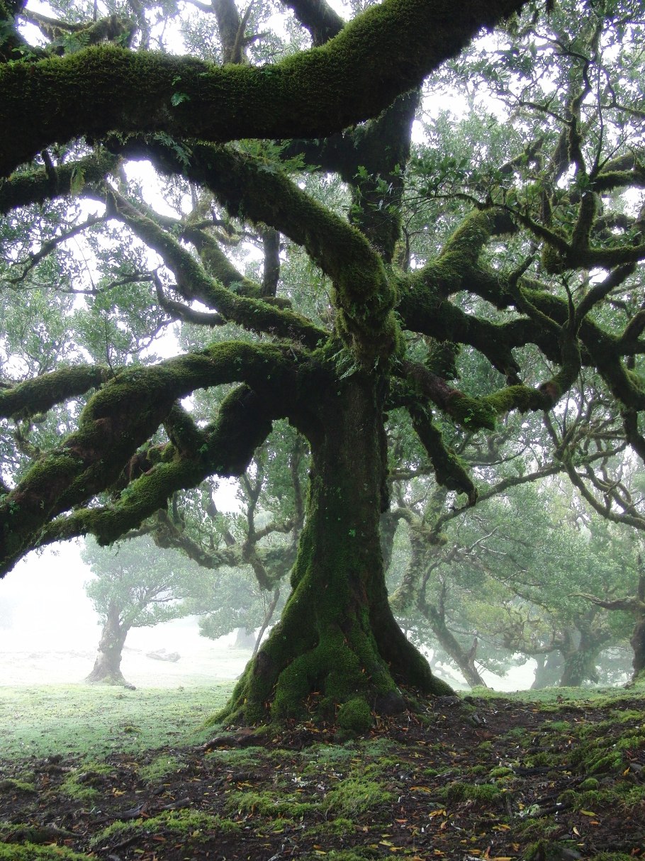 Ocotea quixos на белом фоне