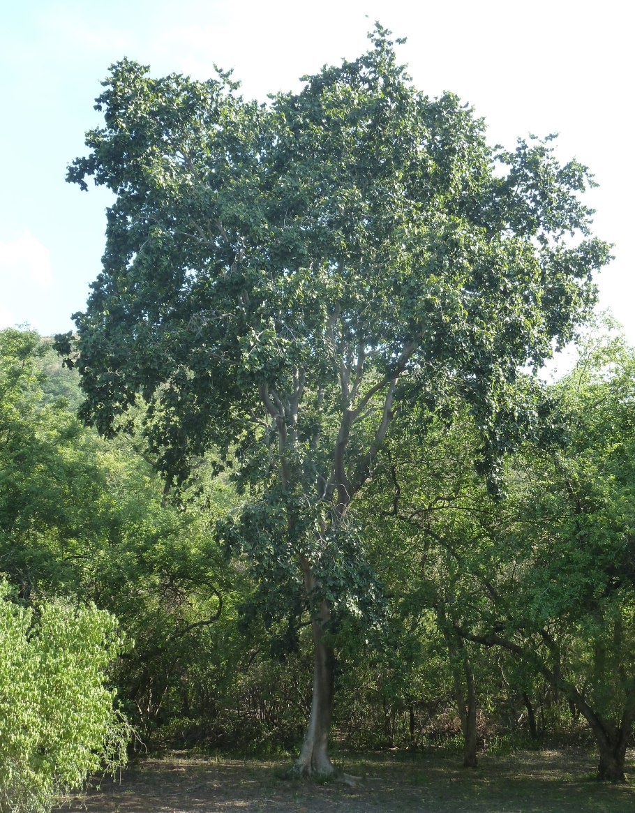 Ocotea rubra древесина