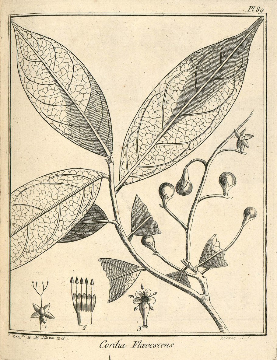 Окотея на белом фоне