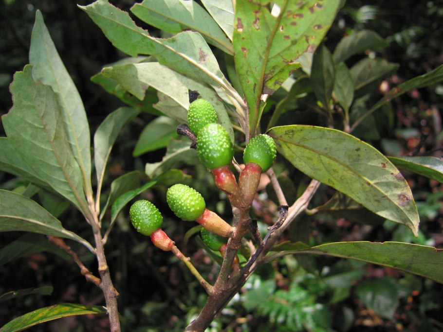 Ocotea usambarensis