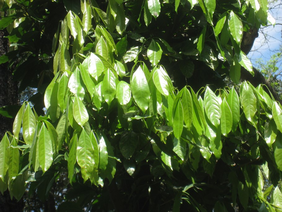 Ocotea quixos на белом фоне