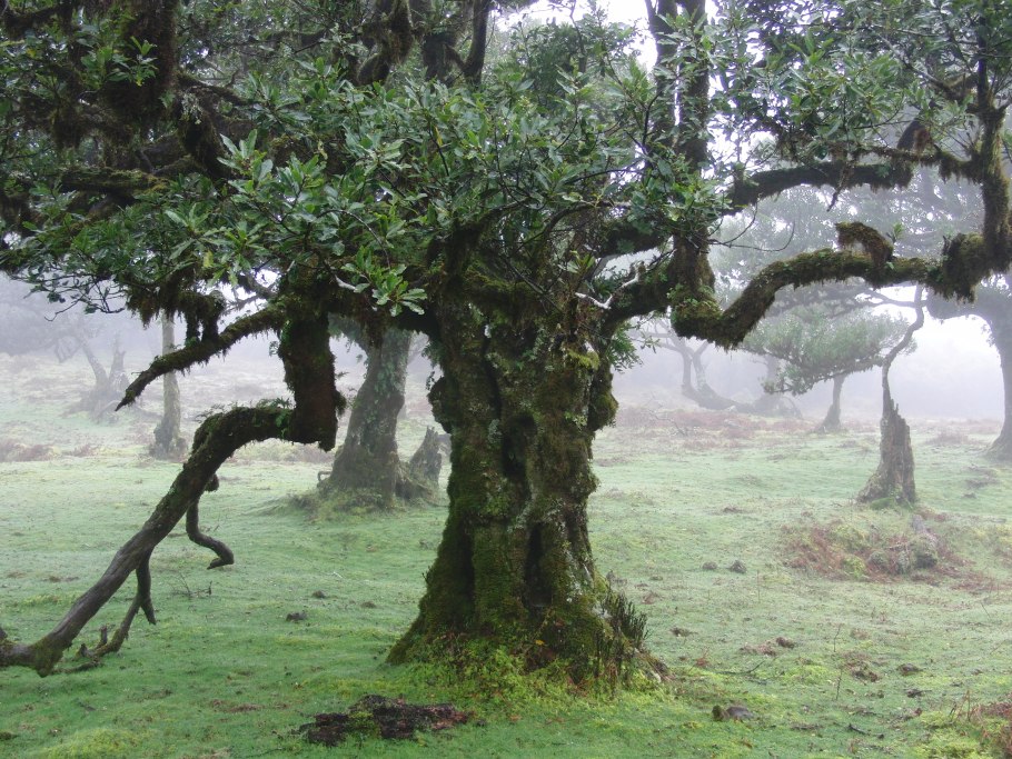 Окотея растение