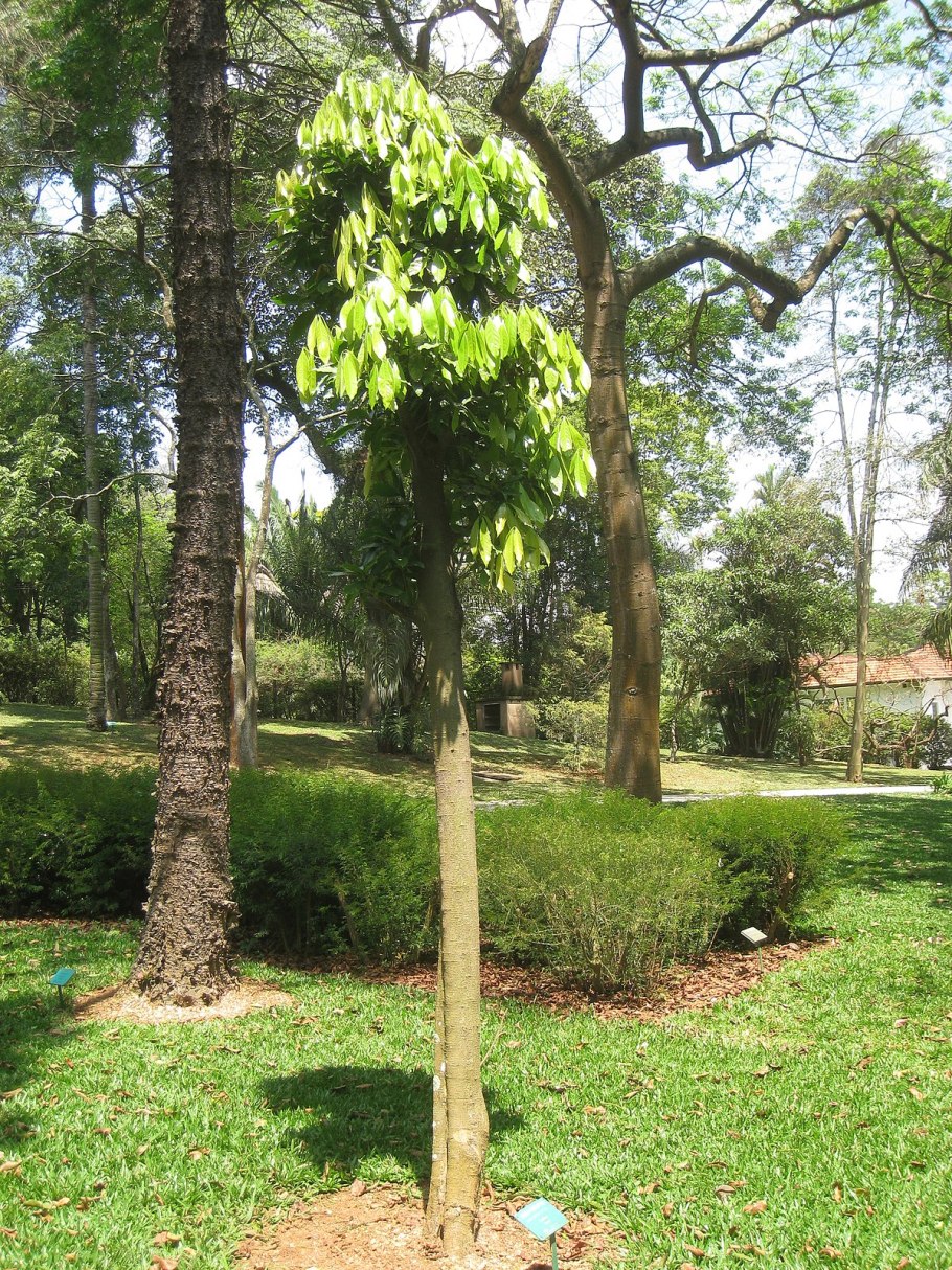 Ocotea quixos на белом фоне