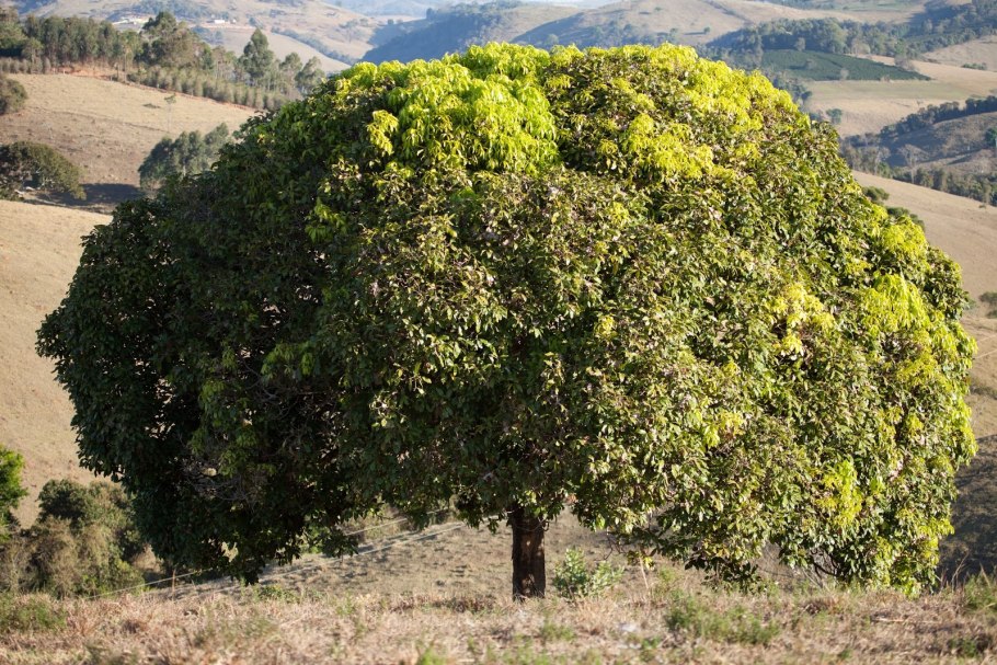 Окотея пахурийская