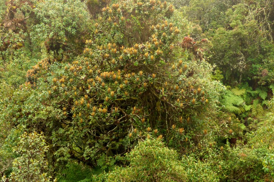 Окотея хвостатая