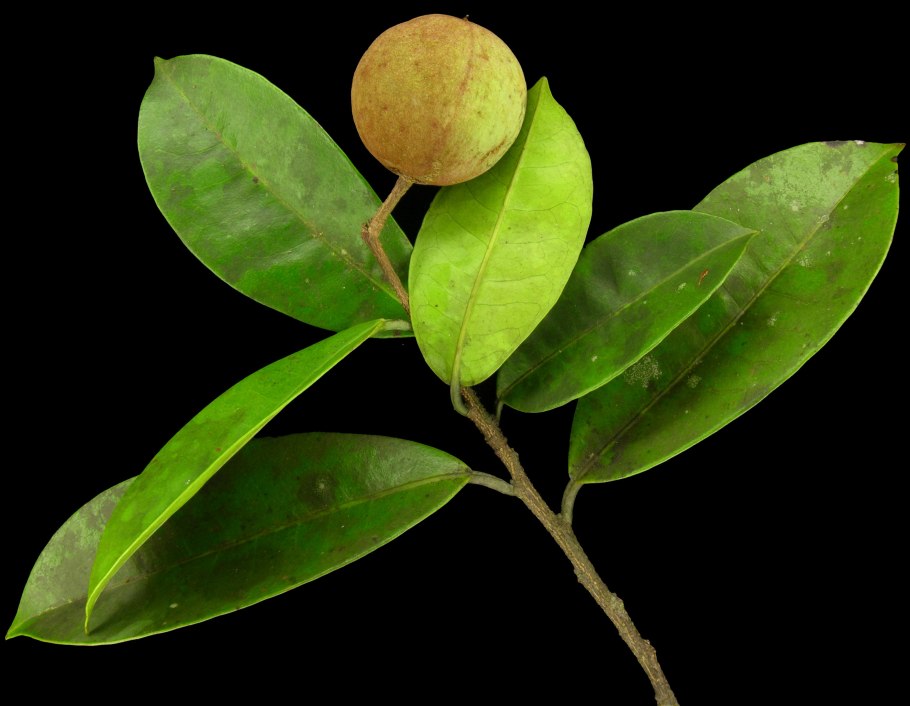 Плоды Лавра