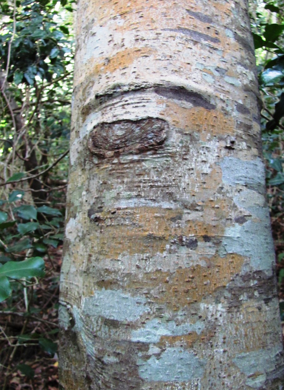 Калдейра фунда