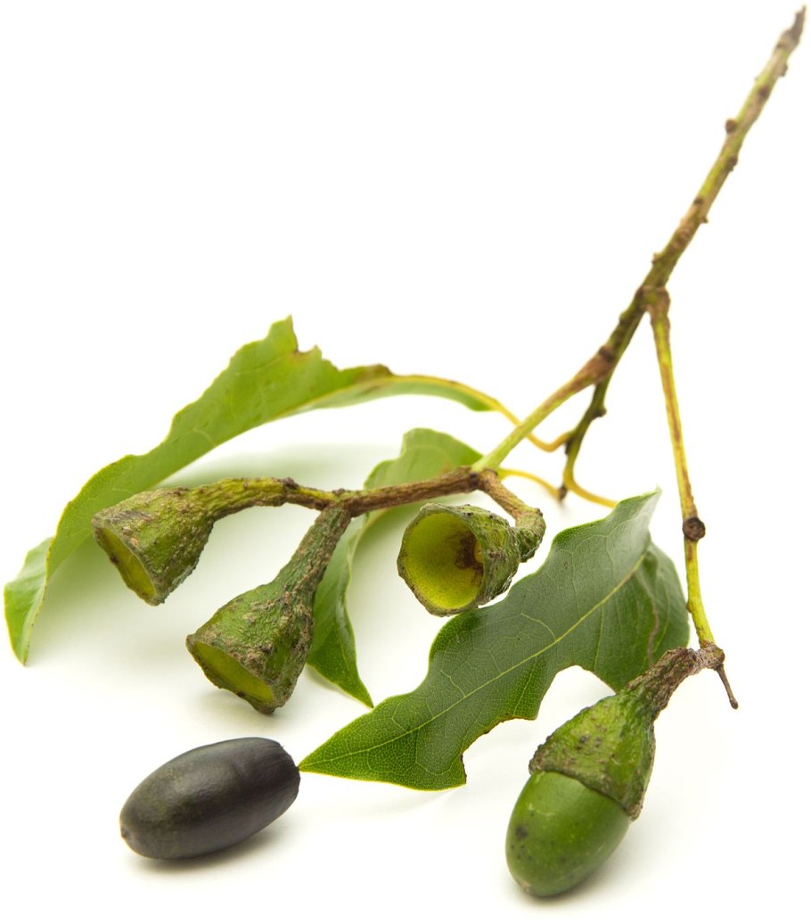 Окотея пахурийская