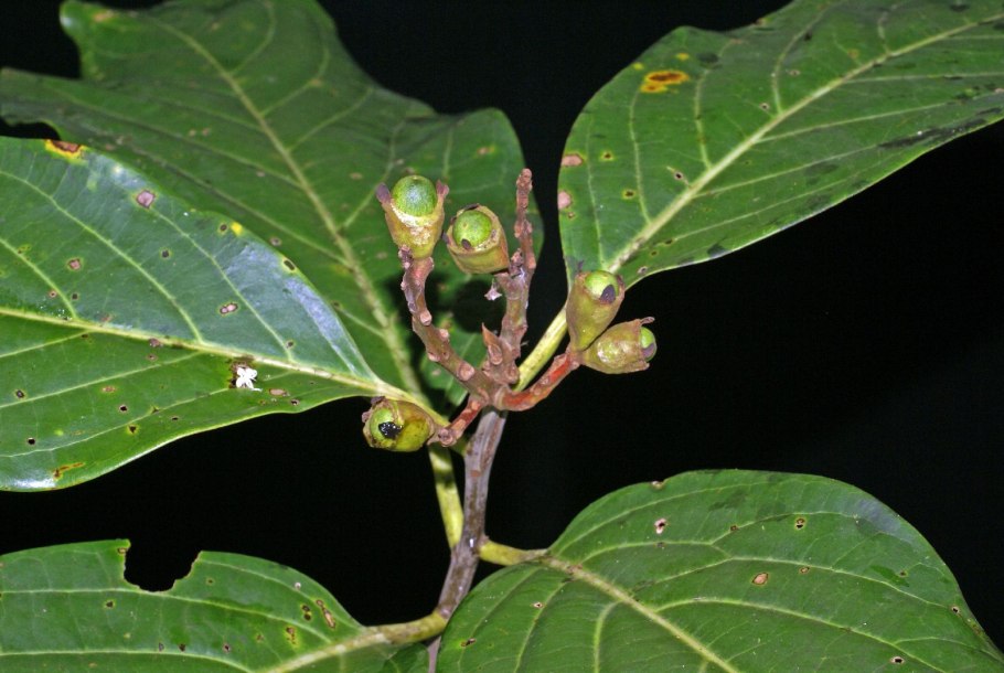 Окотея красная дерево