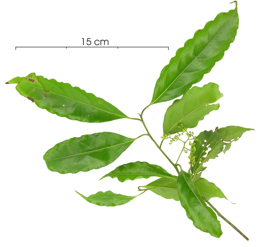 Ocotea cymbarum