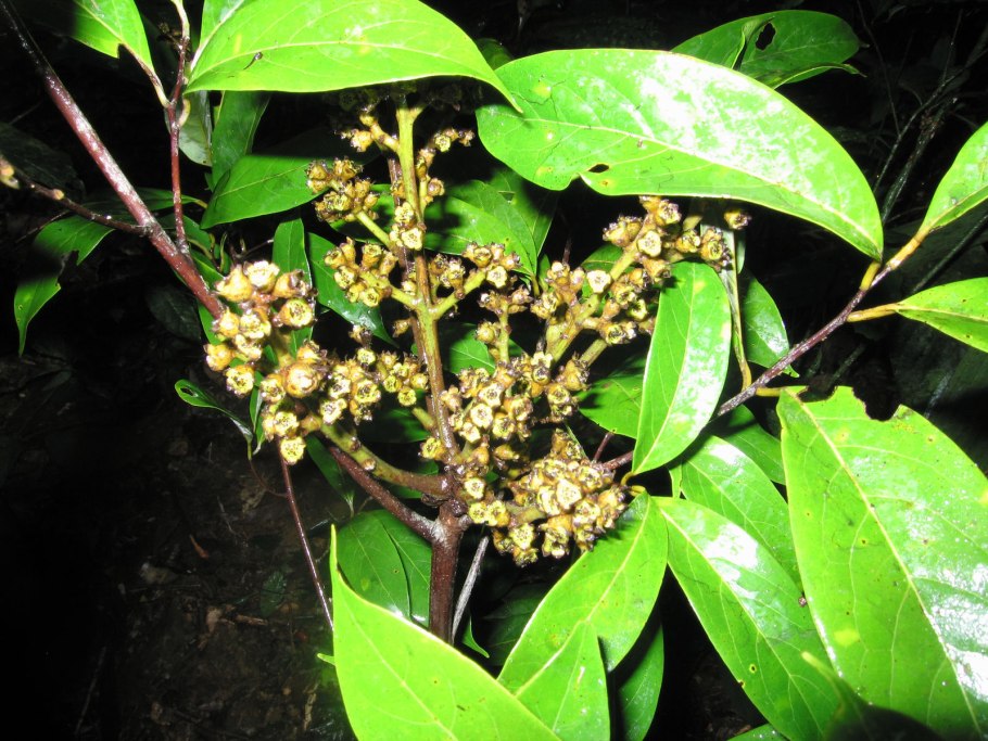 Ocotea parviflora