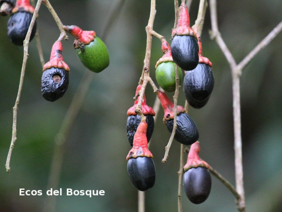 Окотея хвостатая розовая