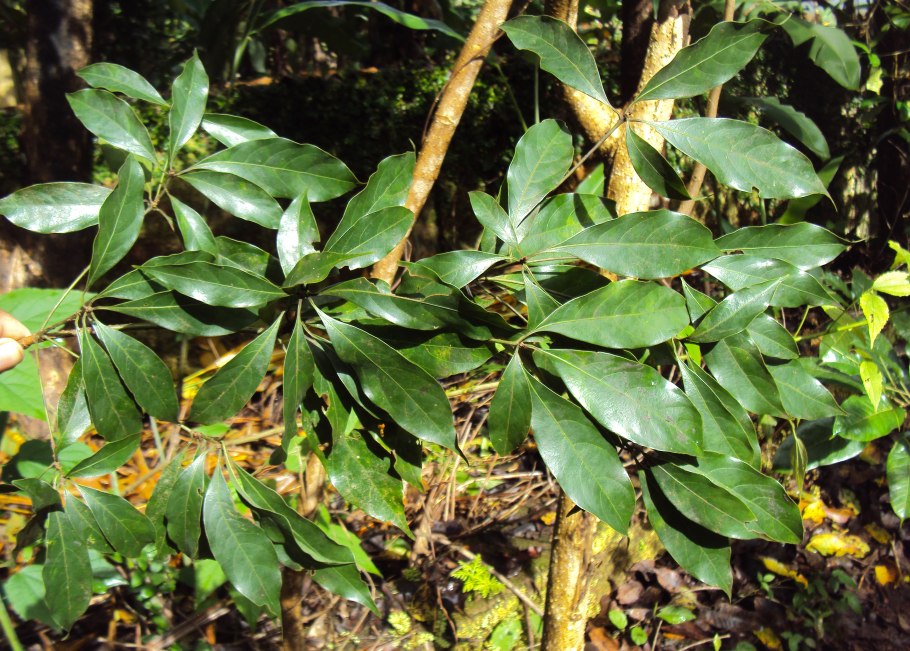 Microberlinia brazzavillensis