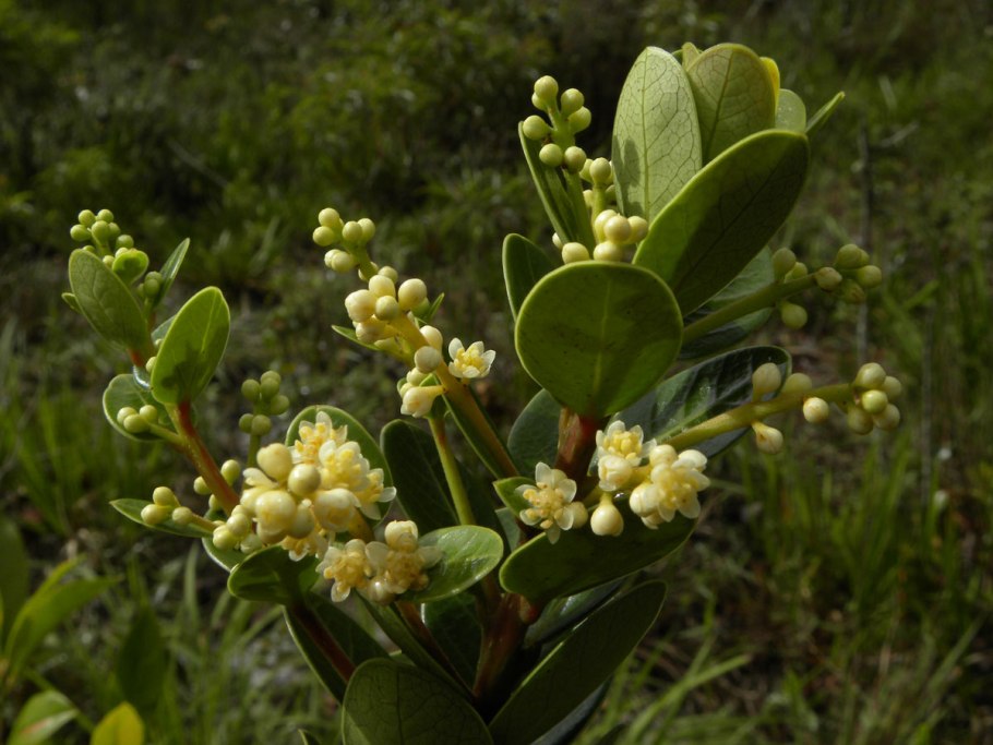 Окотея красная