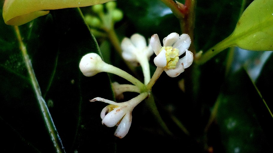 Ocotea caudata