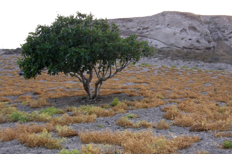 Окотея дерево