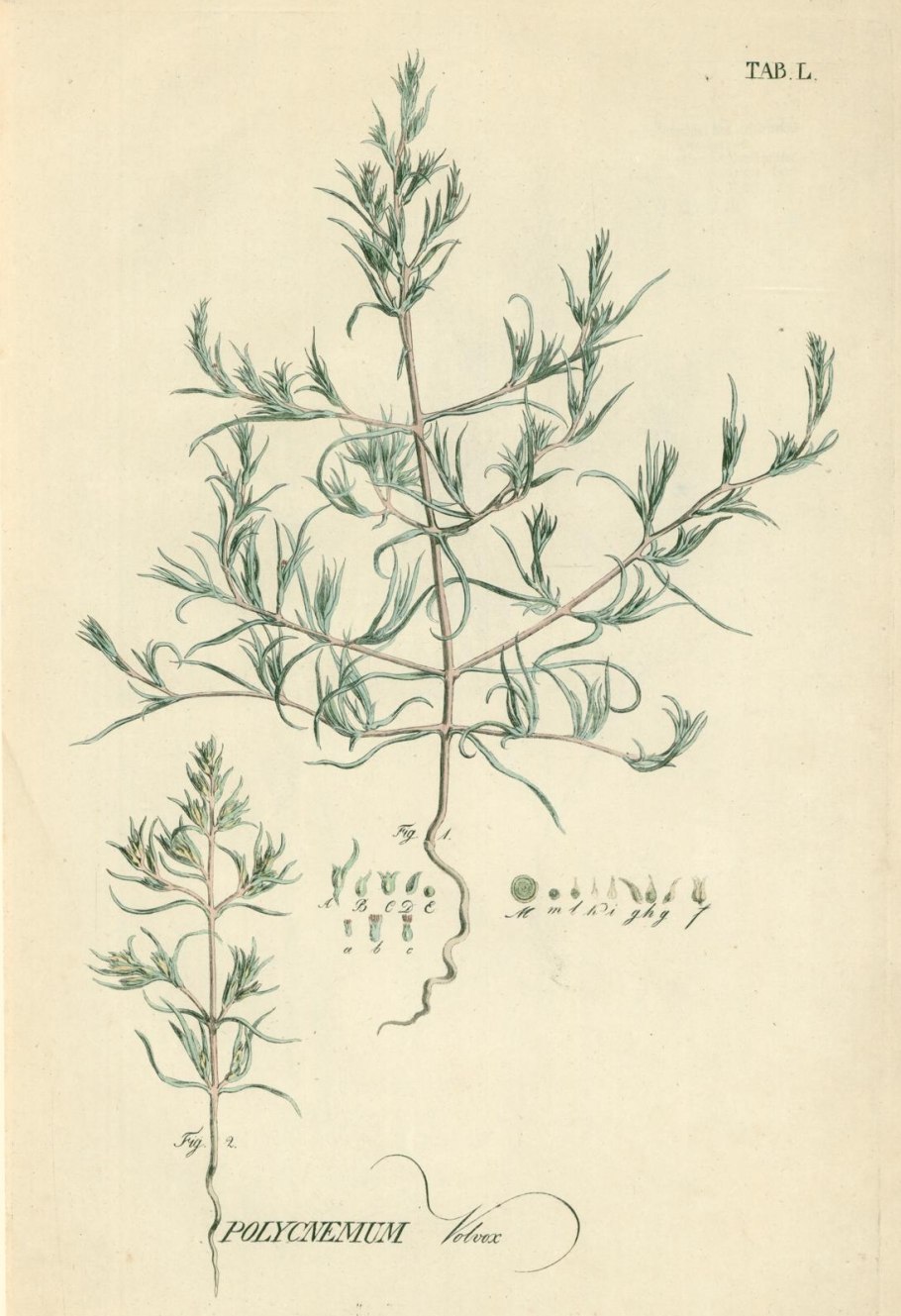 Анабазис ежовник безлистный