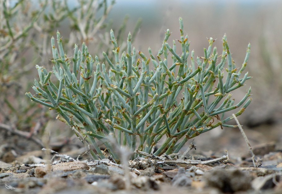 Salsola ruthenica