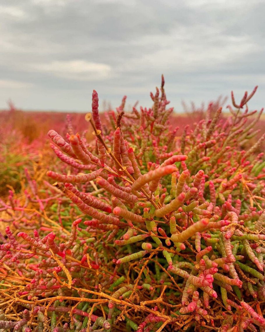 Петросимония раскидистая