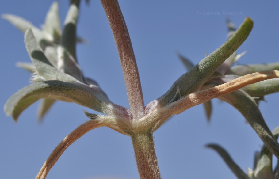 Паллас "Петросимония