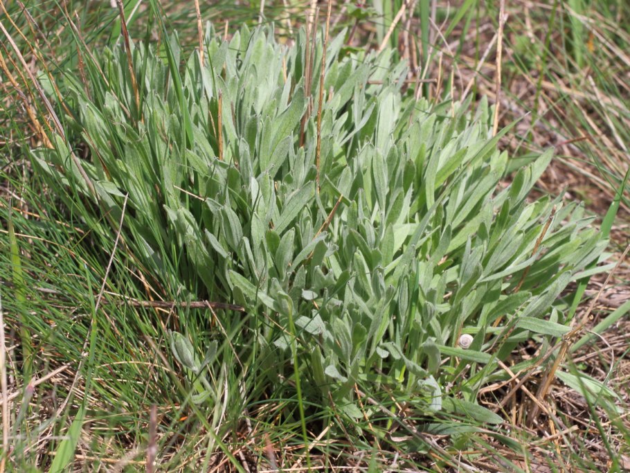 Солерос (саликорния, морская спаржа)