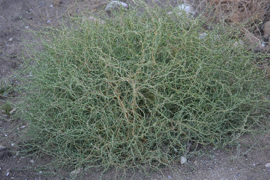 Петросимония трехтычинковая