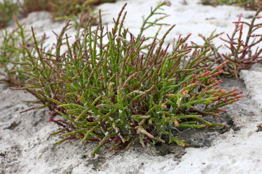 Salsola Tragus l. - солянка сборная