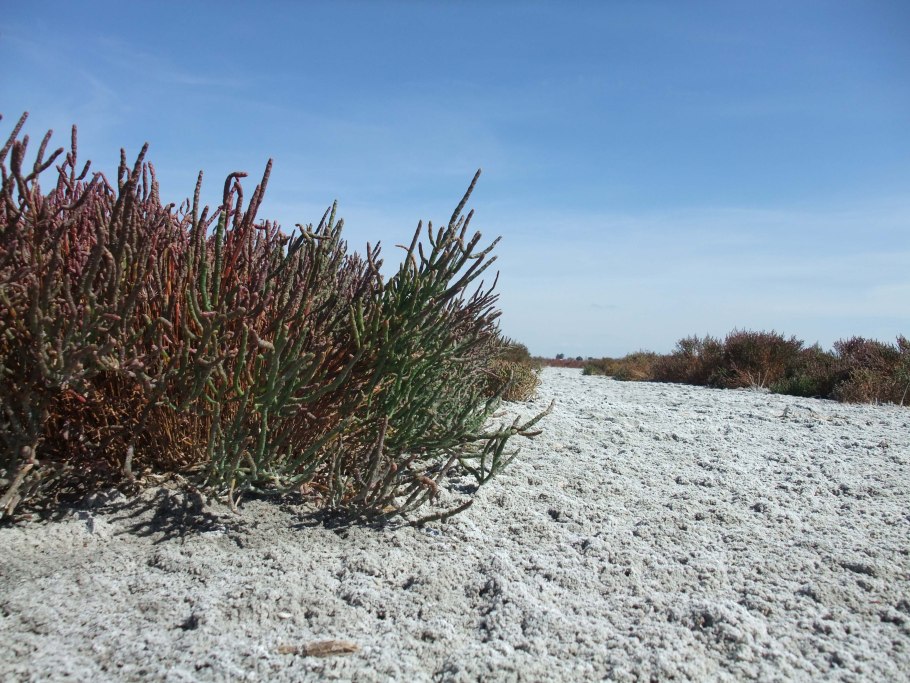 Анабазис солончаковый