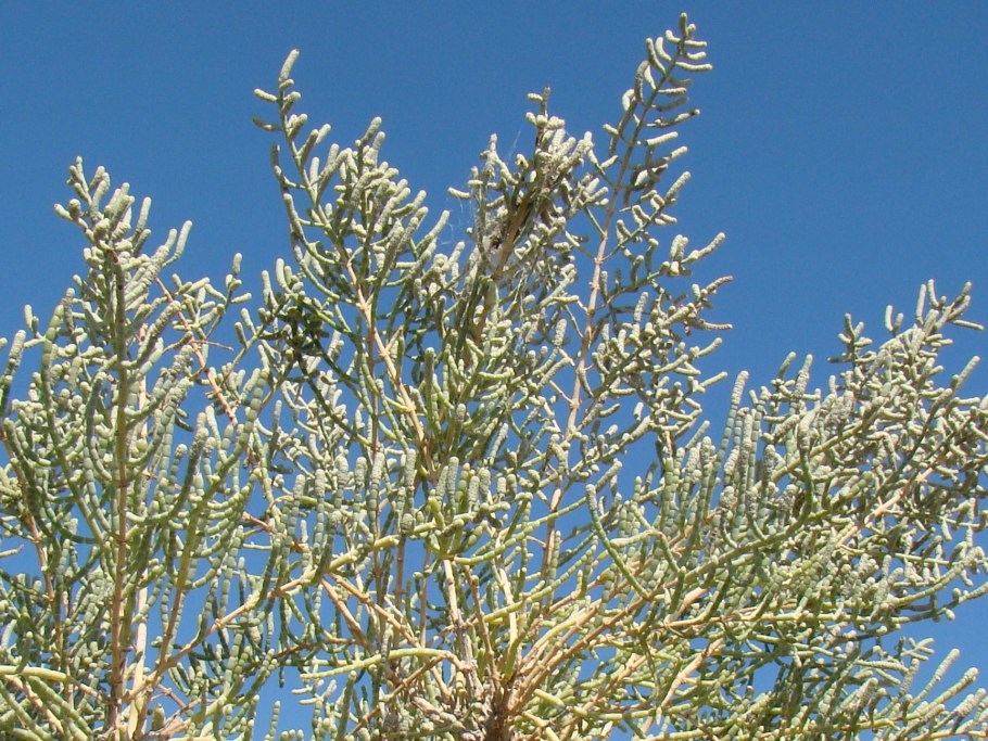 Salsola Passerina