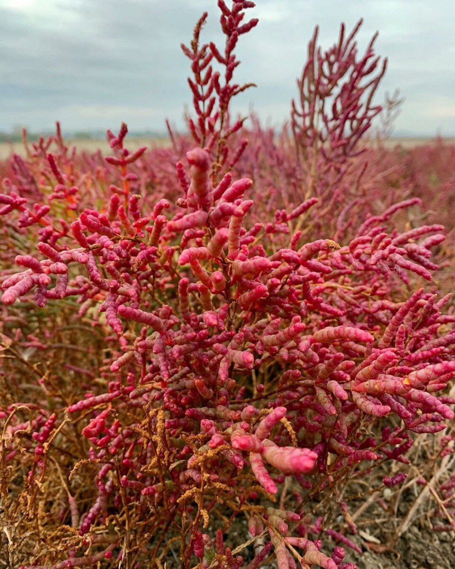 Солерос Salicornia herbacea