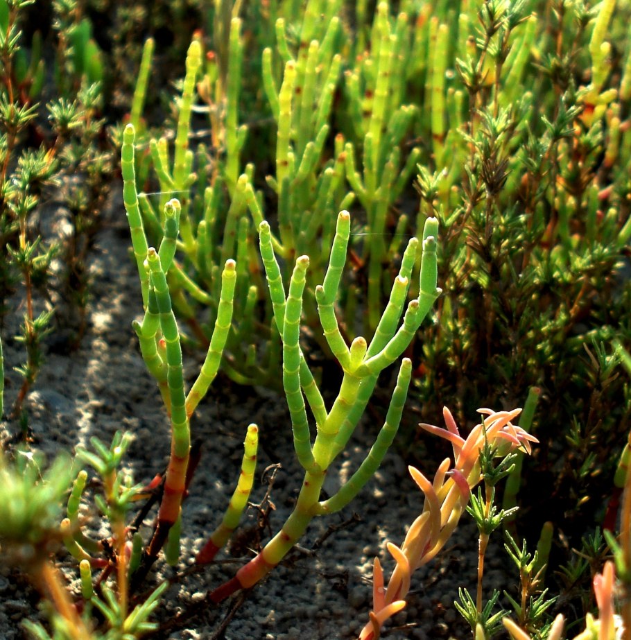 Солерос Европейский