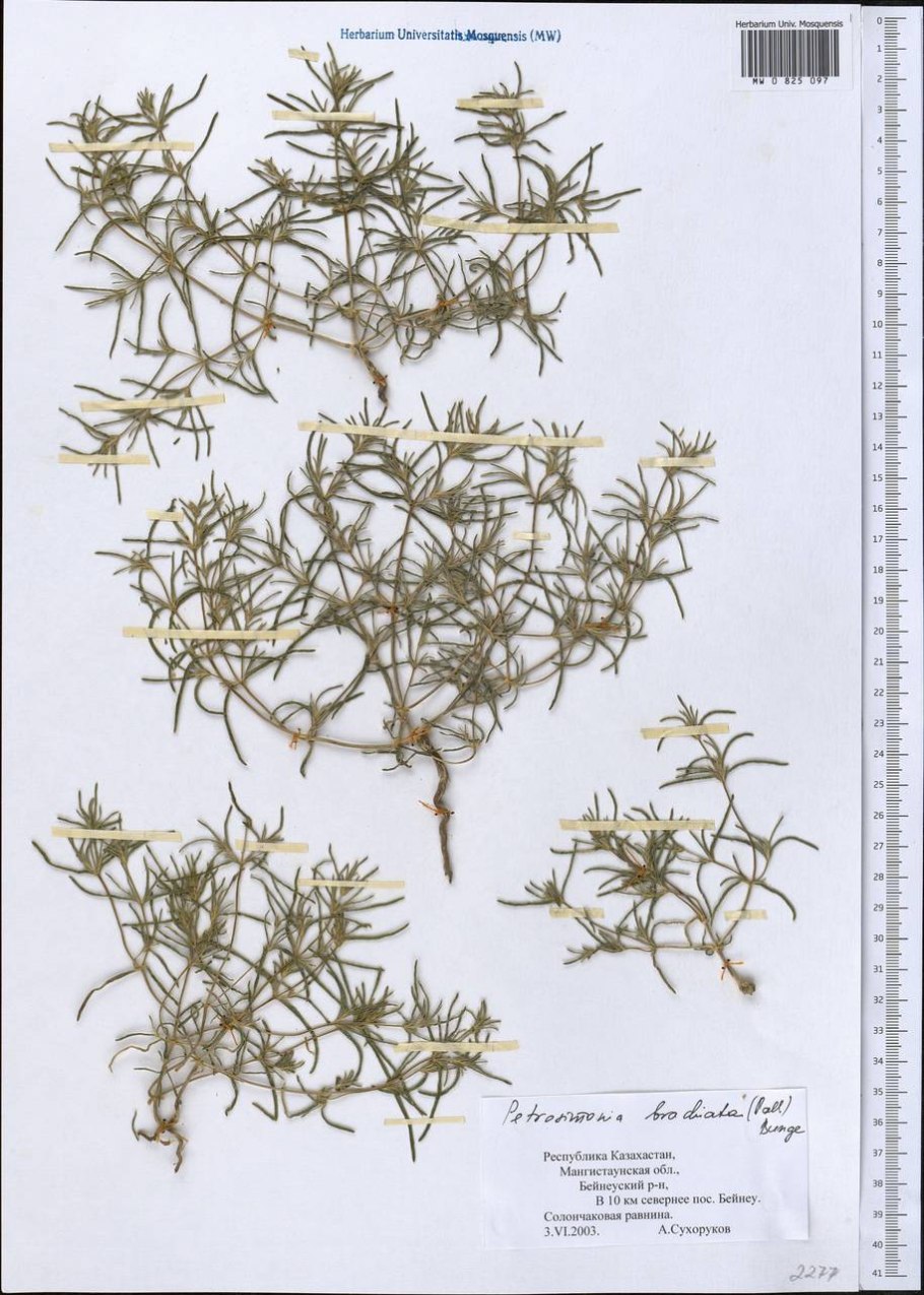 Фото Петросимония Литвинова