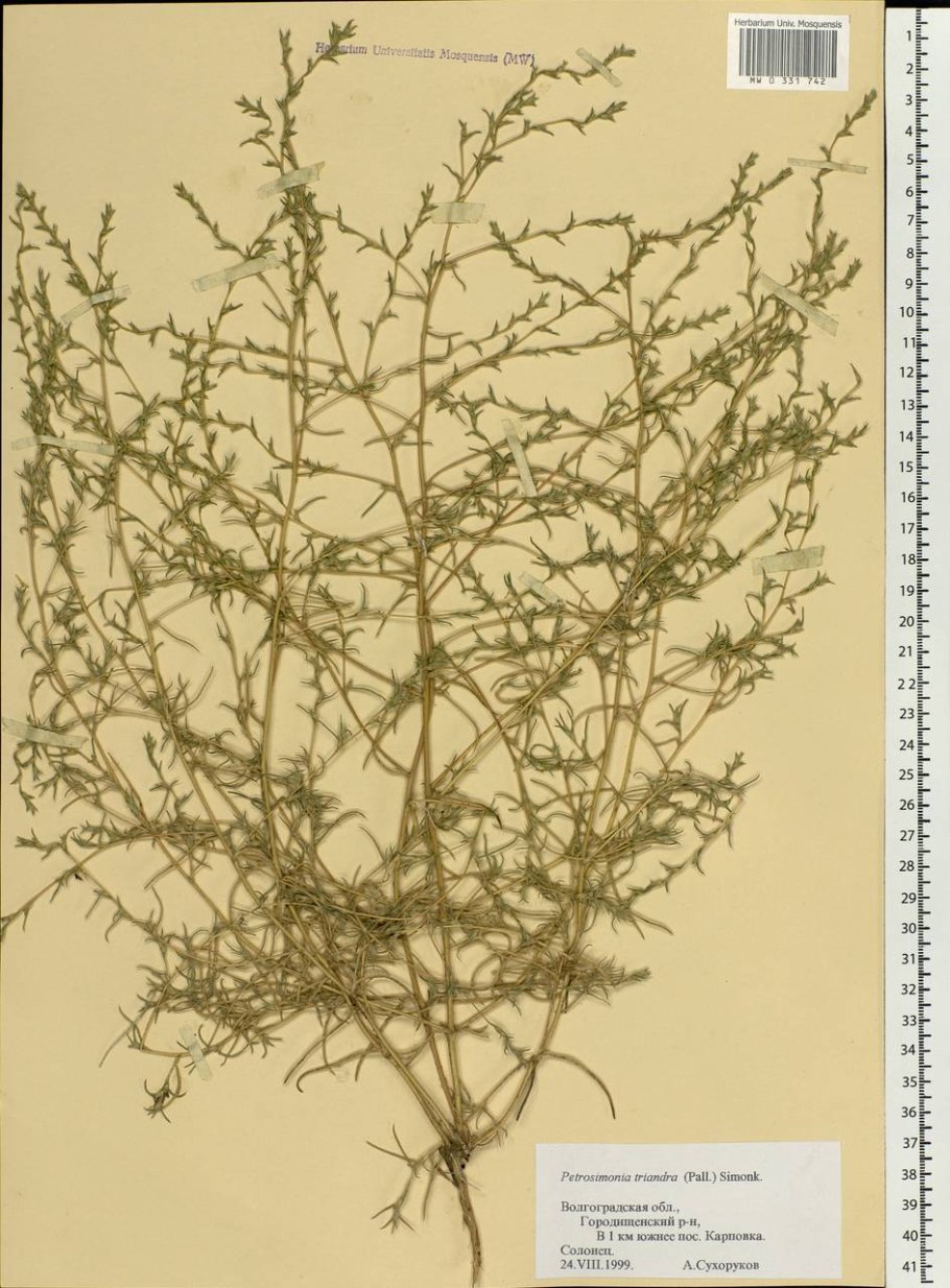 Petrosimonia brachiata