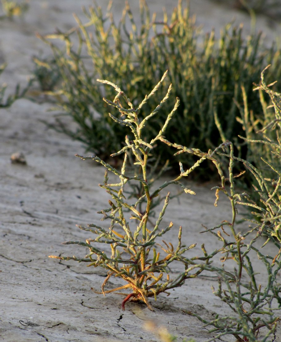 Petrosimonia brachiata