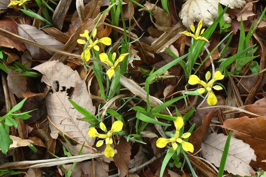 Girgensohnia oppositiflora (Pall) Fenzel