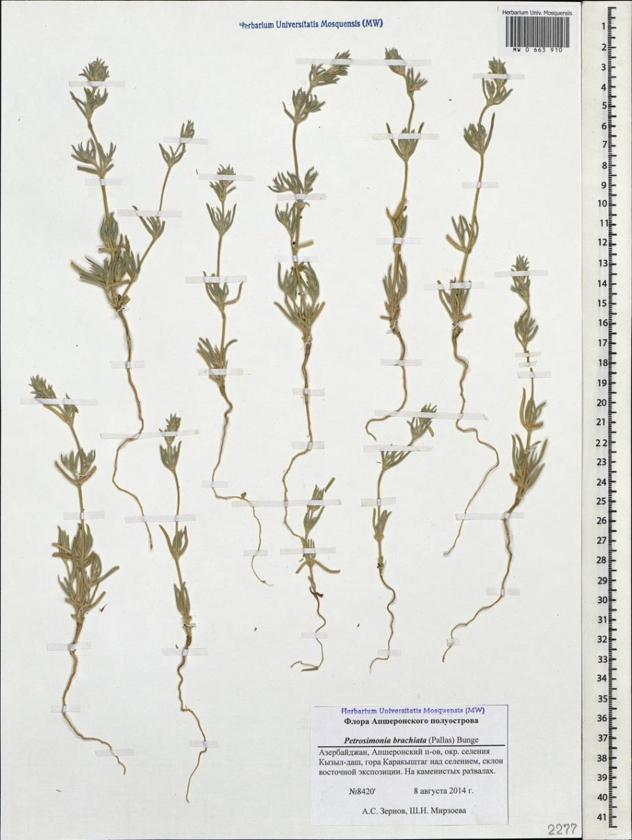 Виды рода Cistanche