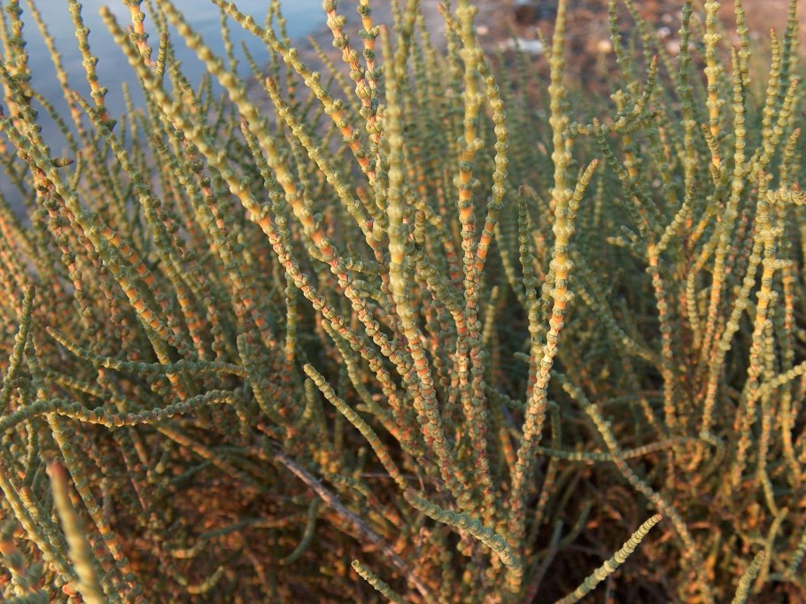 Материнская плата MSI 865gvm2-LS