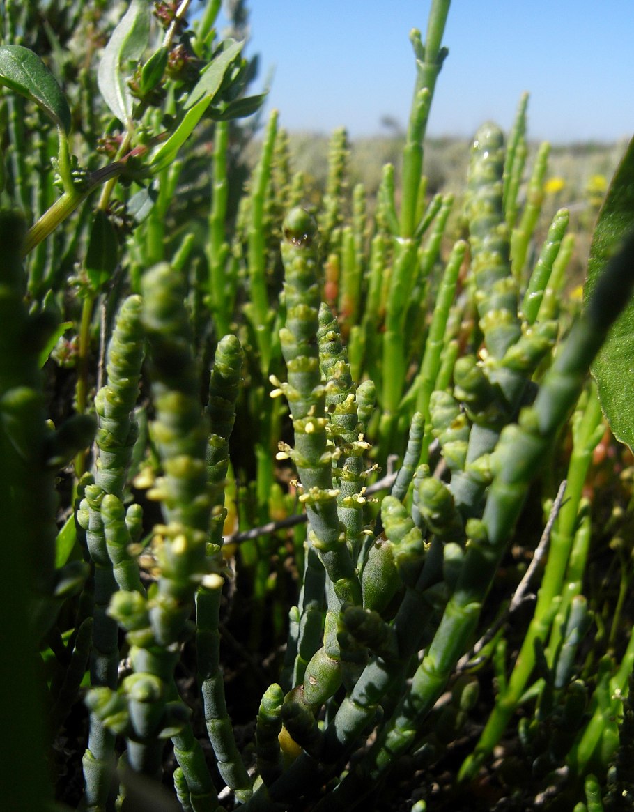 Растение солянка холмовая